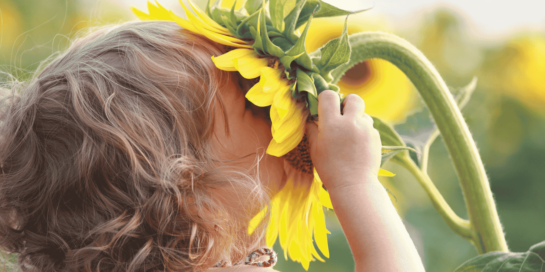 enfant qui joue avec un tournesol jaune